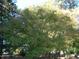 Lush green trees and foliage surrounding the house at 6349 Elevation Rd, Benson, NC 27504