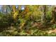 Wooded backyard with vibrant fall colors at 906 Marlowe Rd, Raleigh, NC 27609