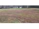Expansive, grassy yard with some dried patches at 332 Bass Lake Road Rd, Holly Springs, NC 27540