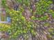 Aerial view of a house surrounded by trees at 2504 Patton Lane Ln, Franklinton, NC 27525