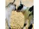 Two adorable baby goats nuzzling each other at 144G Celebrity Dairy Way, Siler City, NC 27344