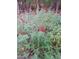 Red flowers in a lush garden setting at 540 Patterson Dr, Chapel Hill, NC 27516
