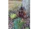 Landscaped garden with canna lilies and other plants at 540 Patterson Dr, Chapel Hill, NC 27516