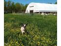 Goat in a pasture with yellow flowers and barn at 144A Celebrity Dairy Way, Siler City, NC 27344
