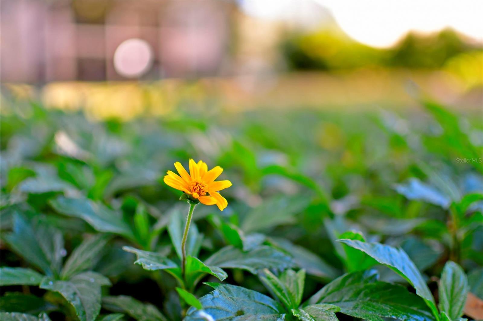 Photo #48