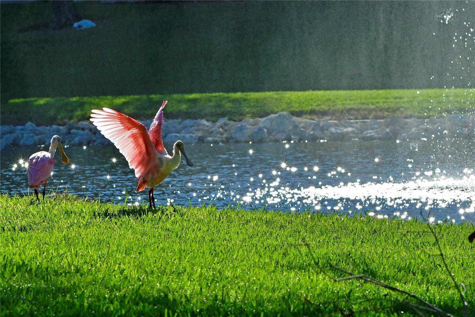 Photo #41