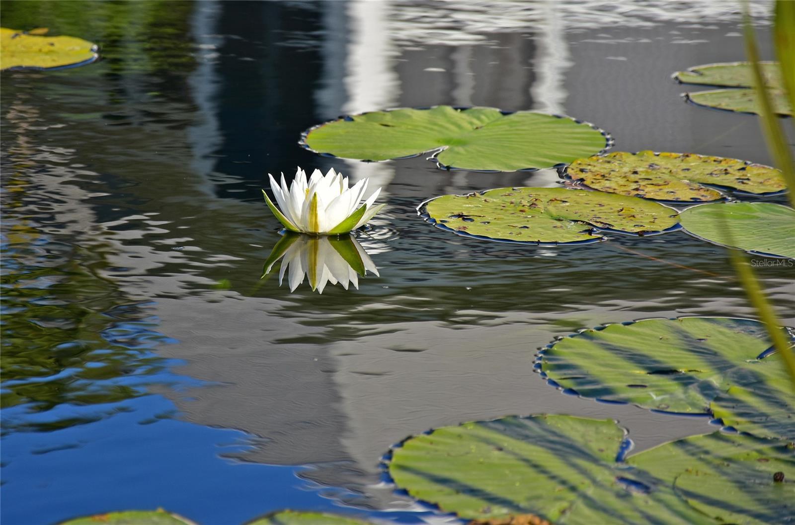 Photo #61