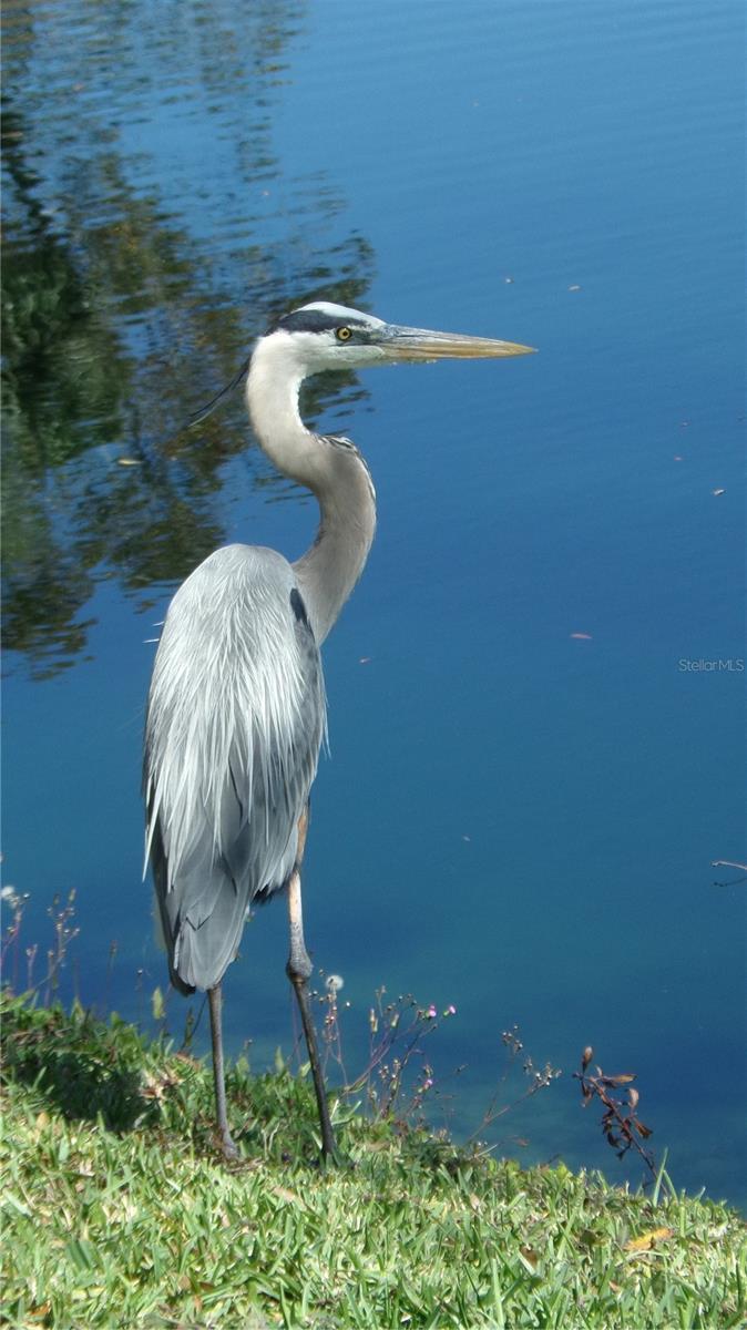 Photo #45