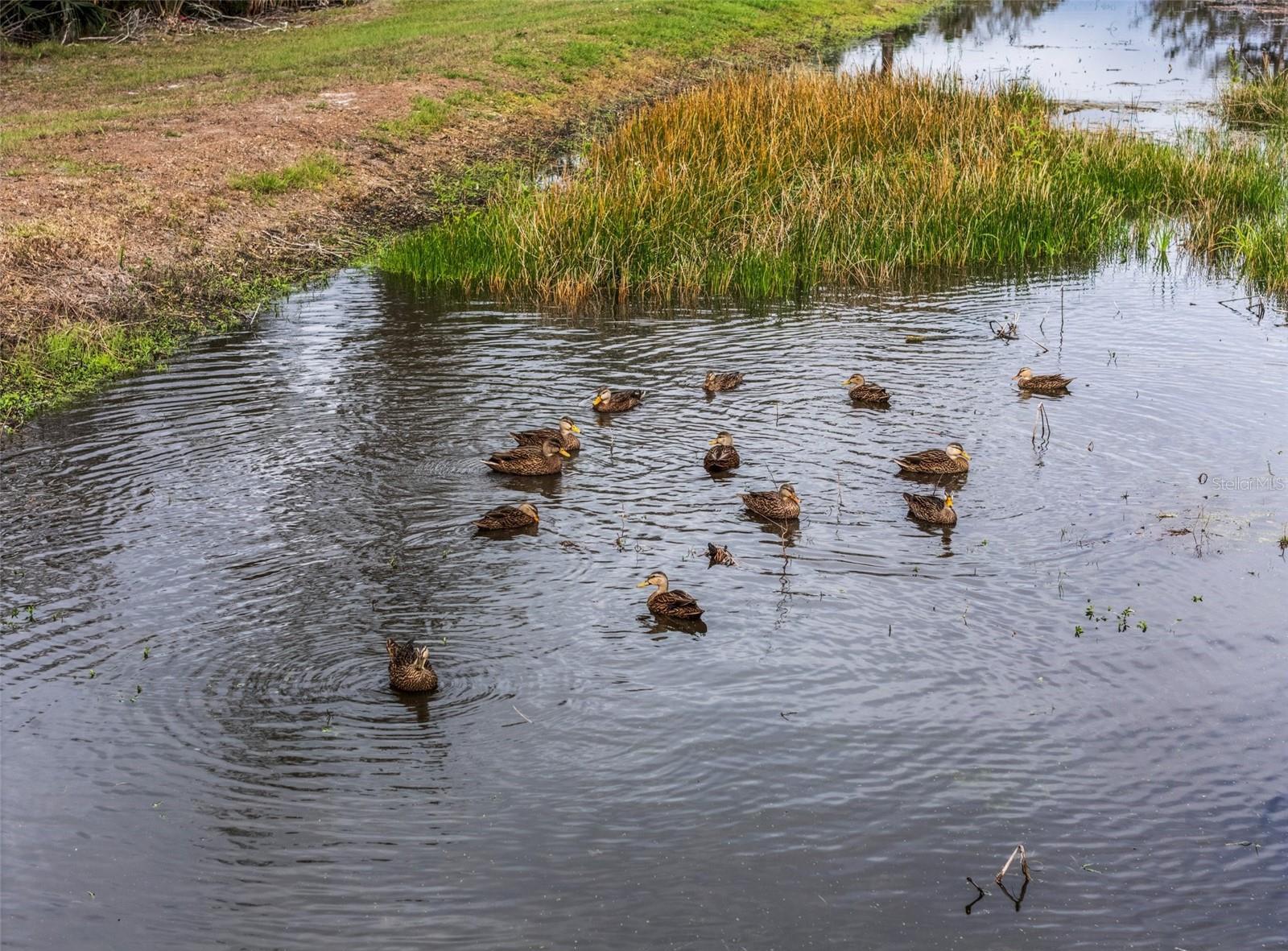 Photo #37