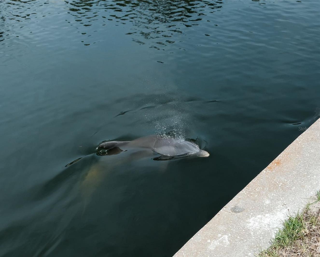 Photo #46