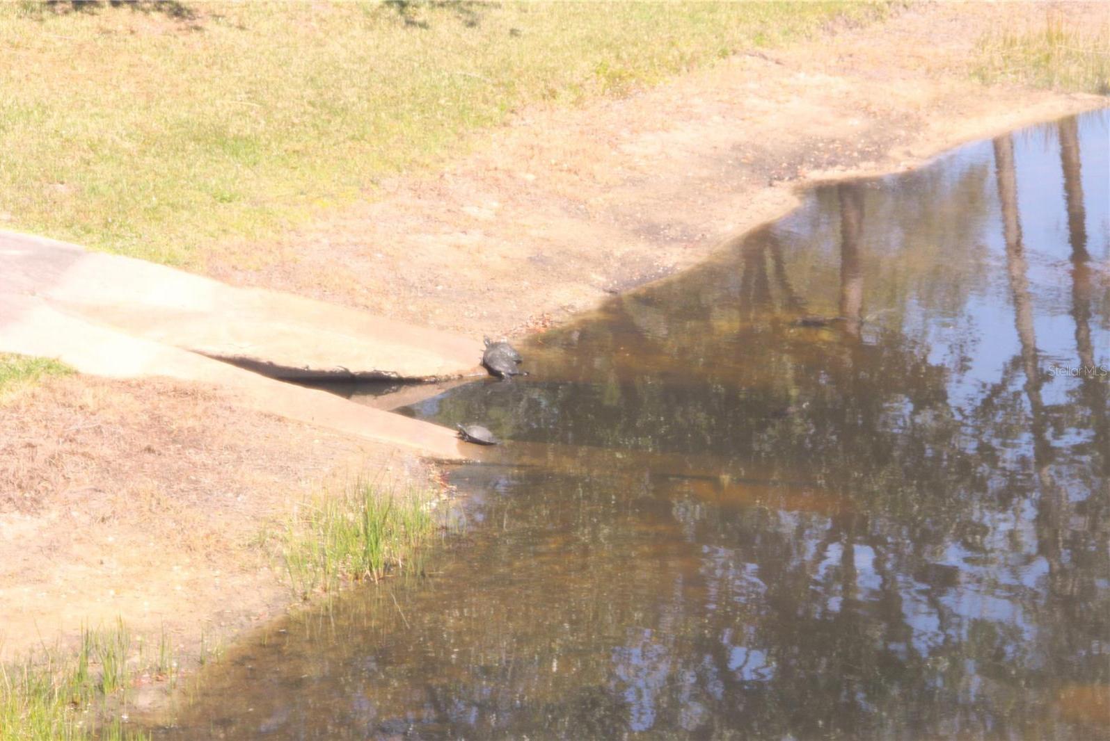 Photo #31