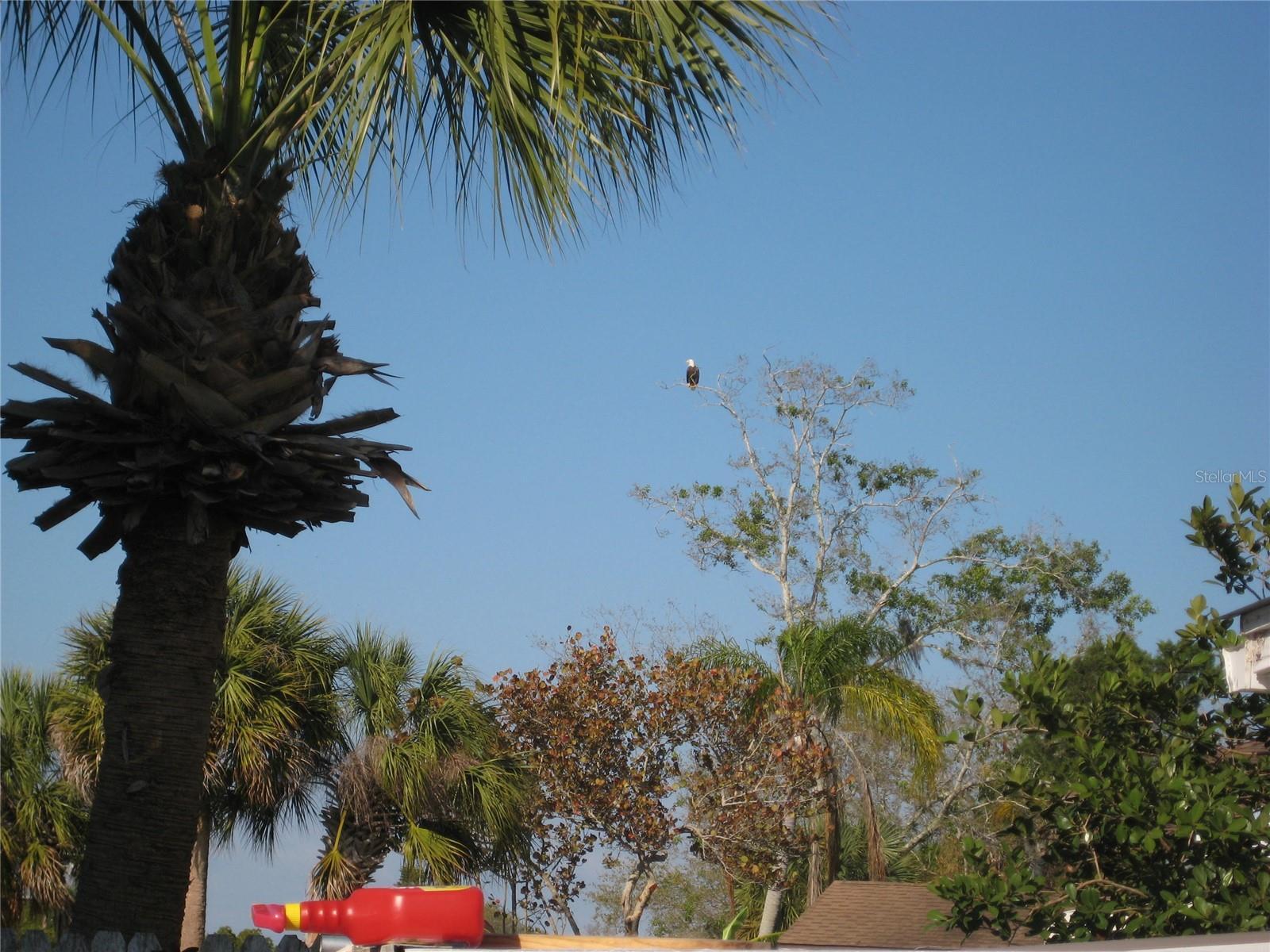 Photo #33