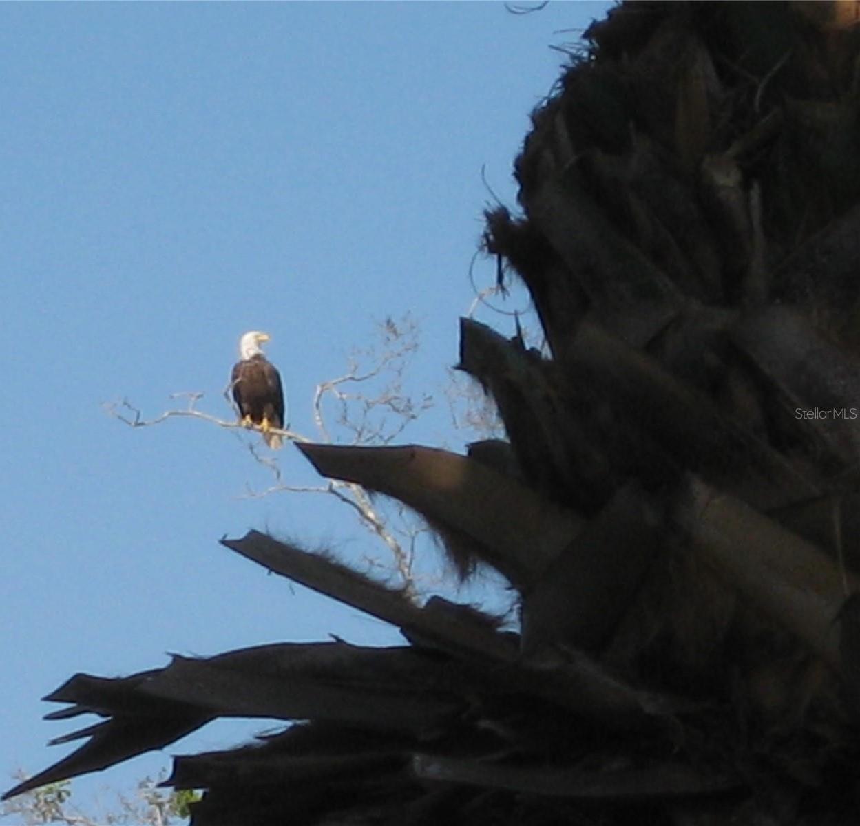 Photo #34