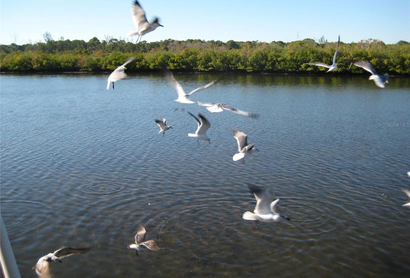 Photo #31