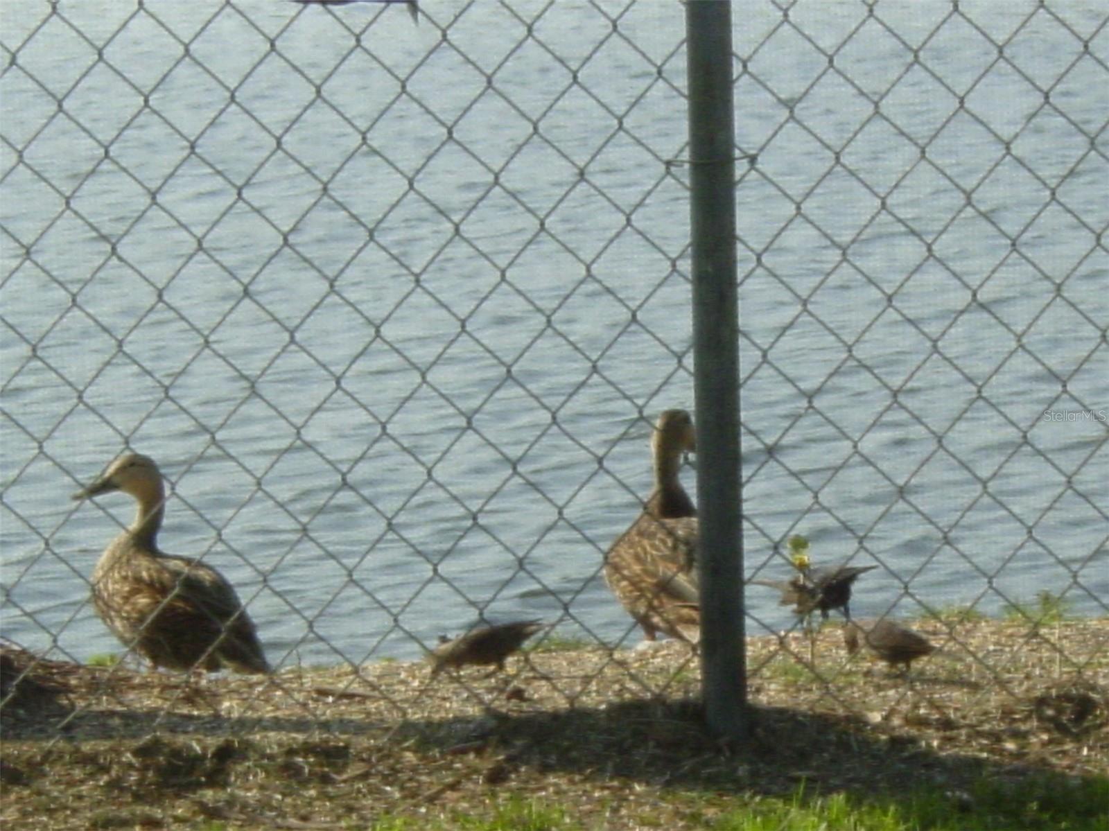 Photo #32
