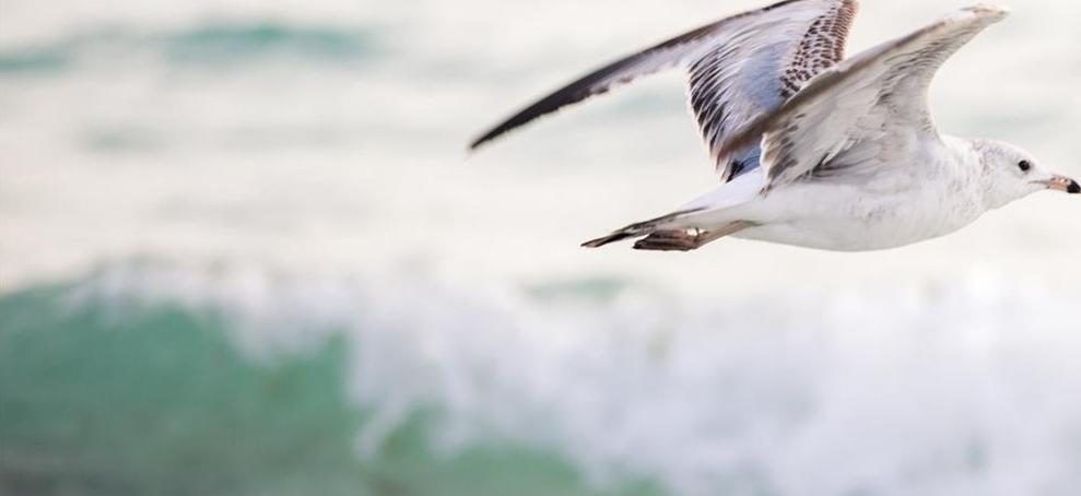 Photo #61