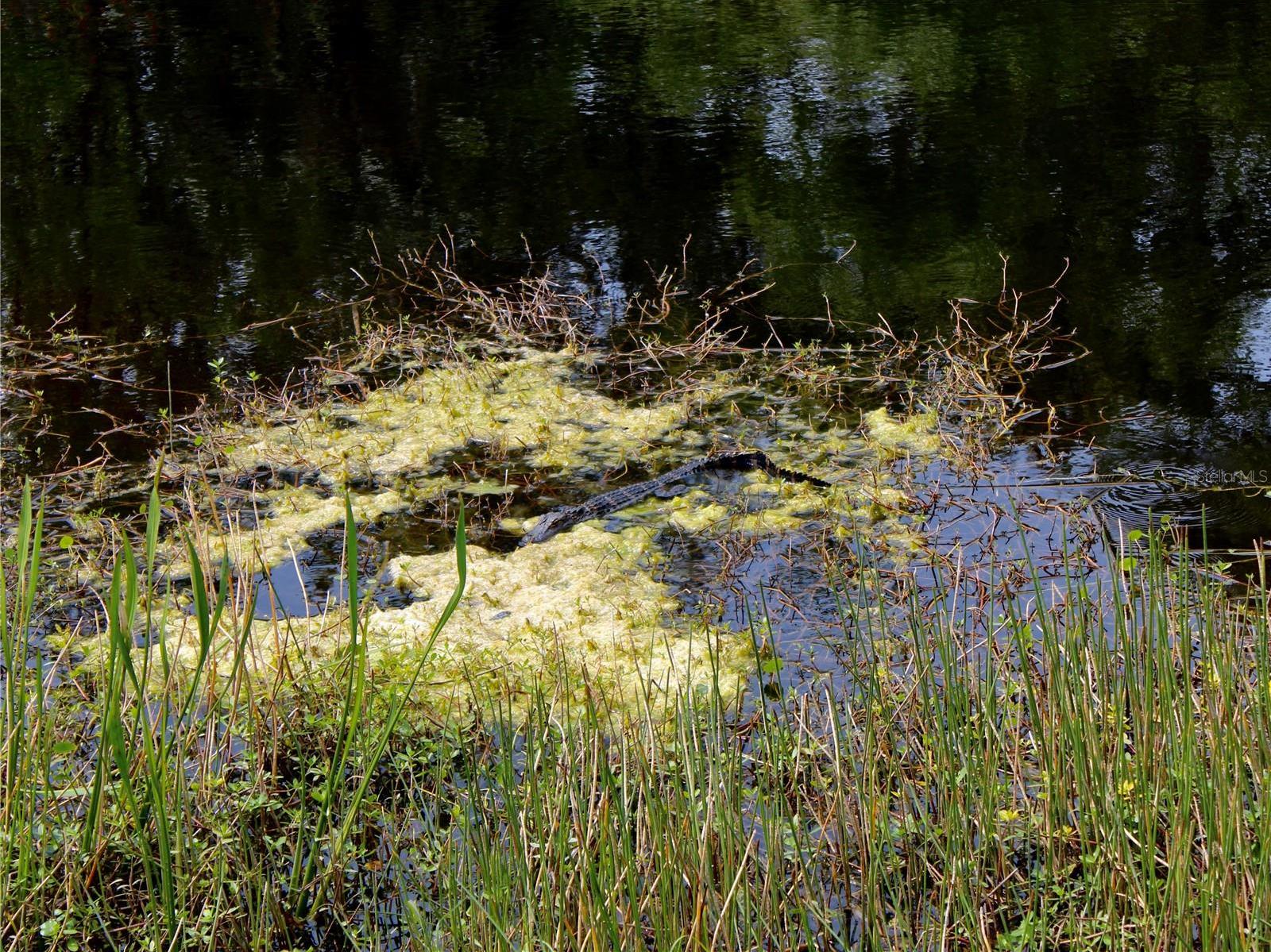 Photo #78