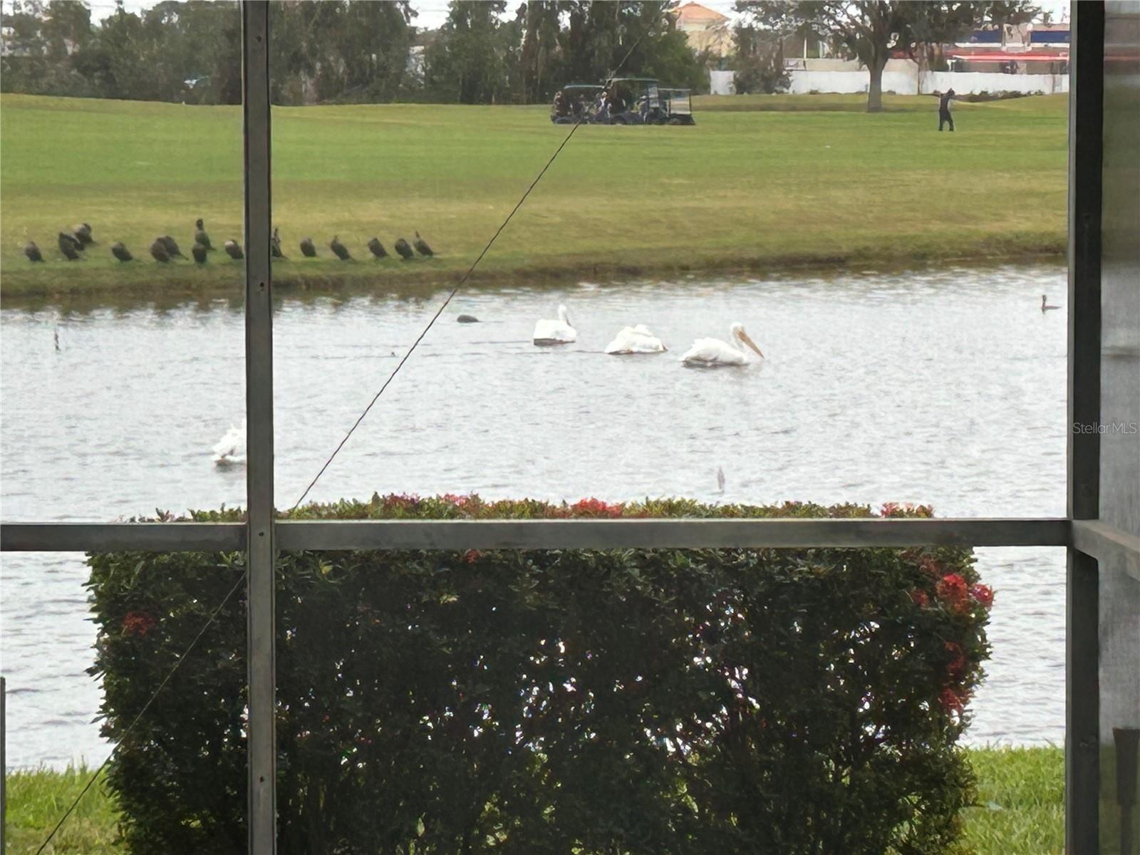 Photo #58