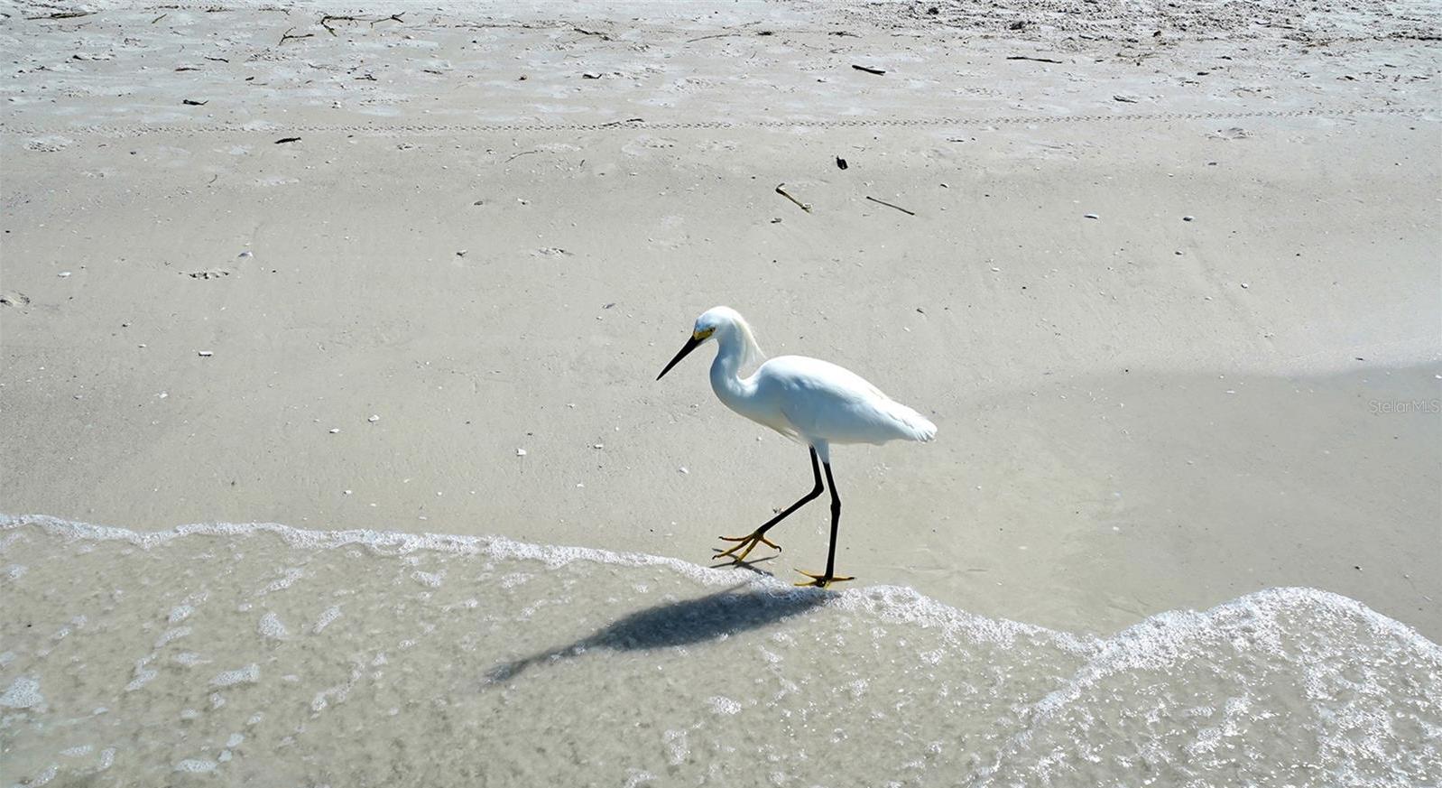 Photo #85