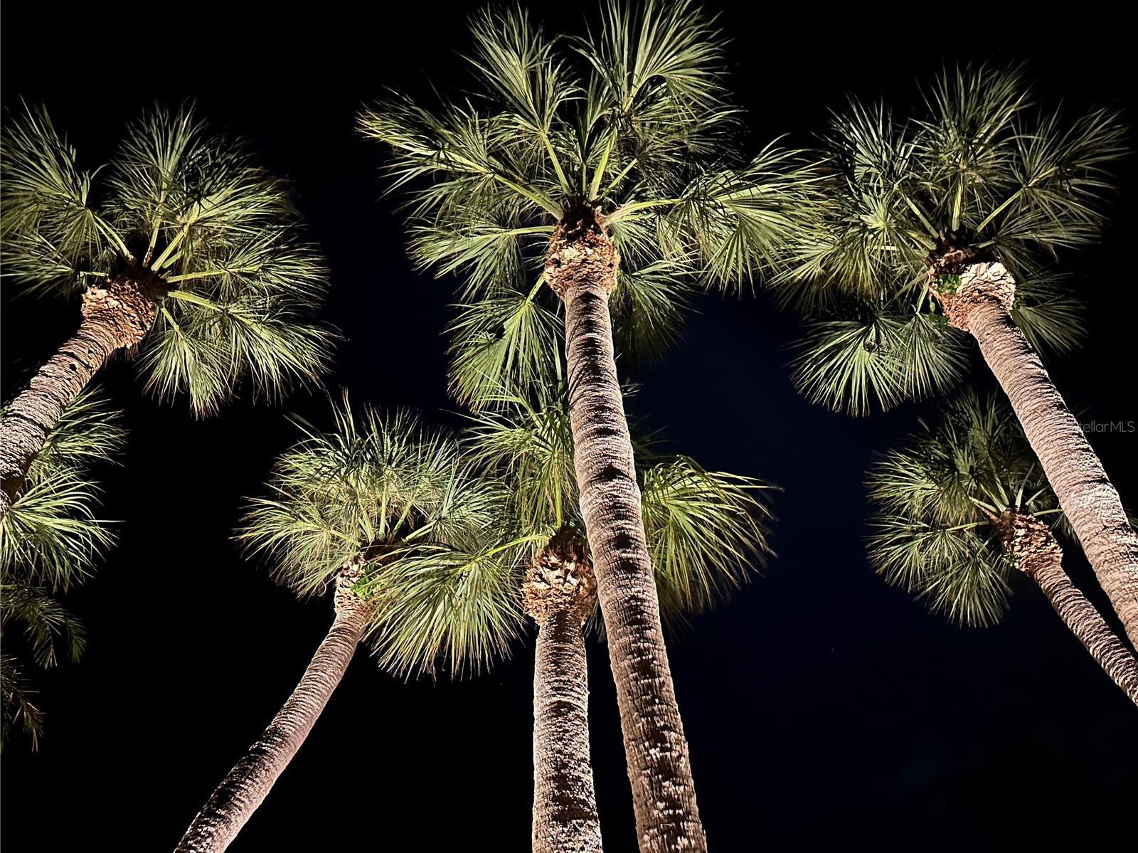 Photo #51