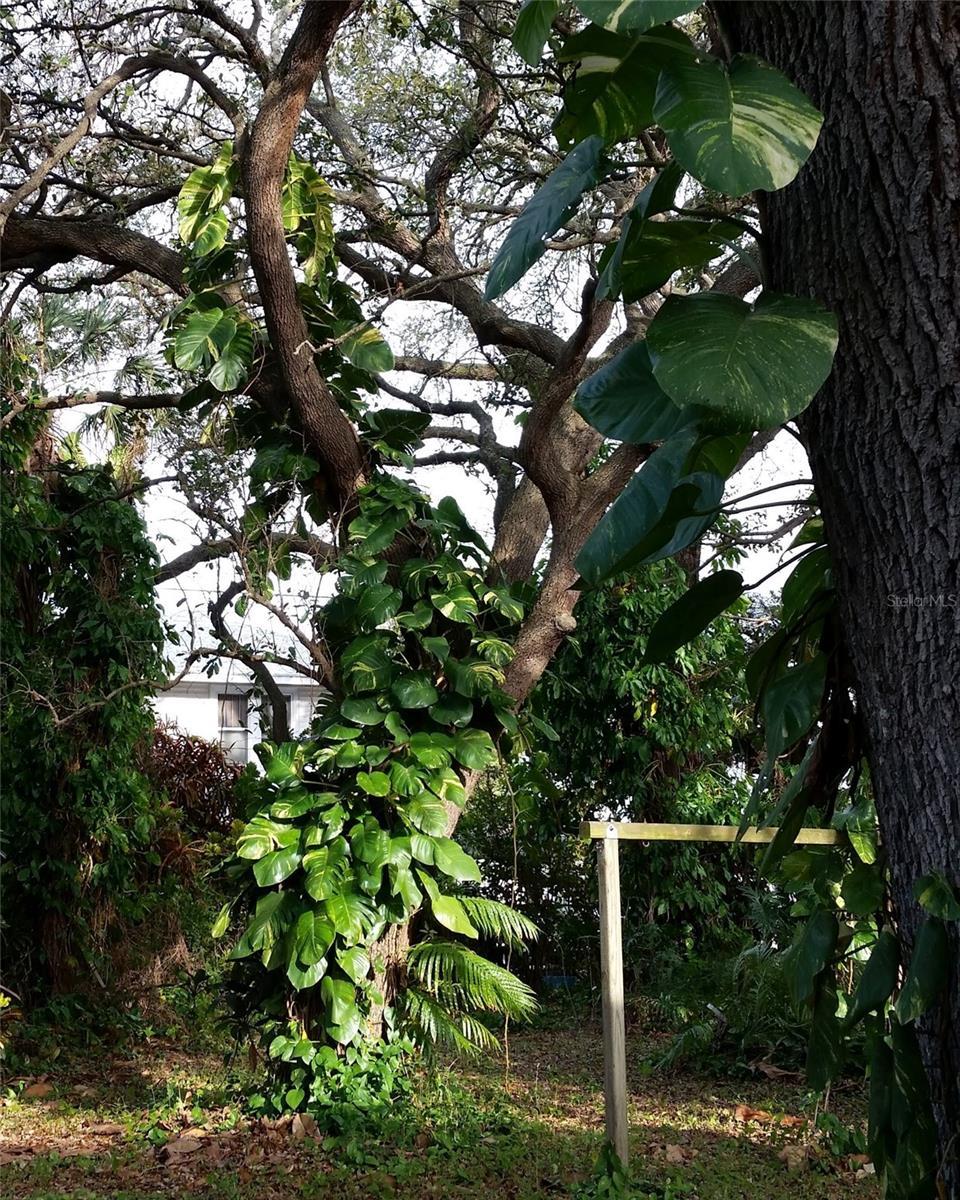 Photo #4