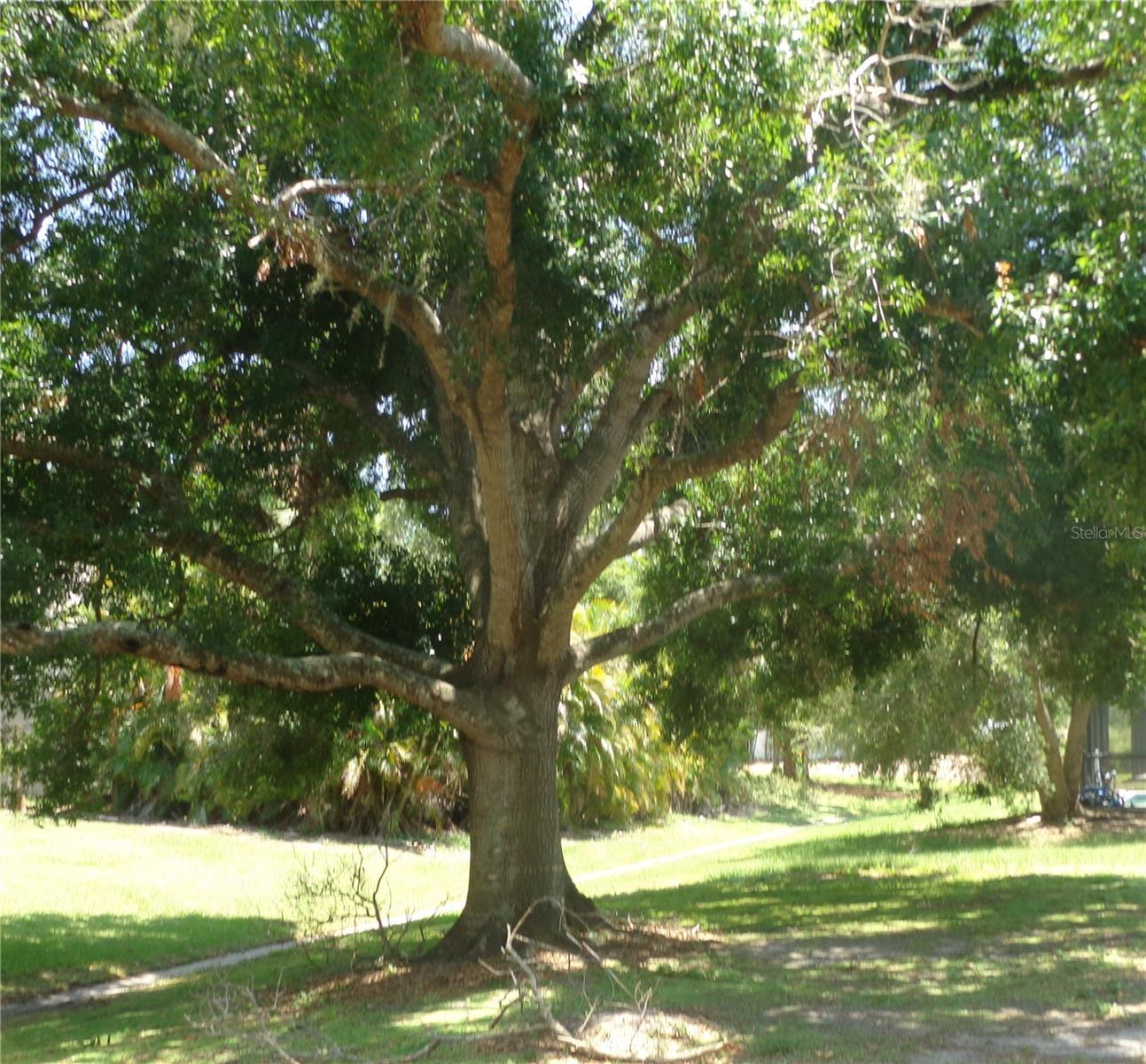 Photo #11