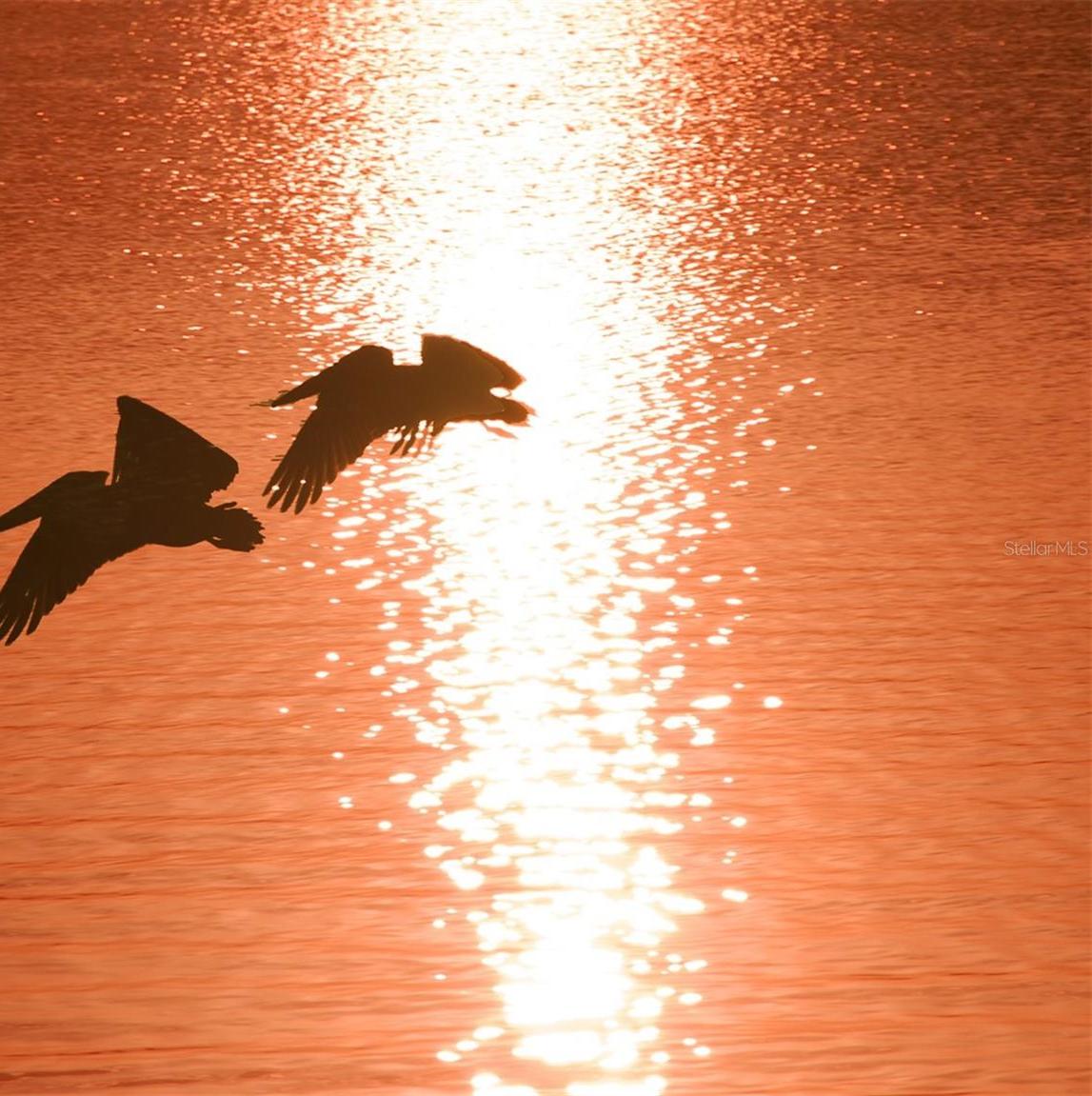 Photo #44