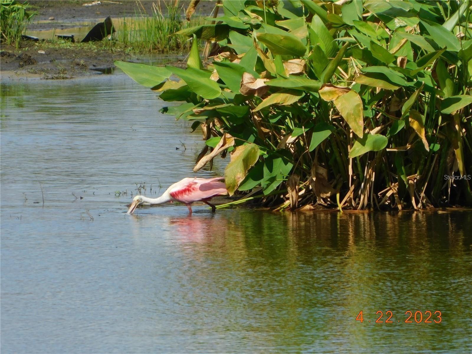Photo #34