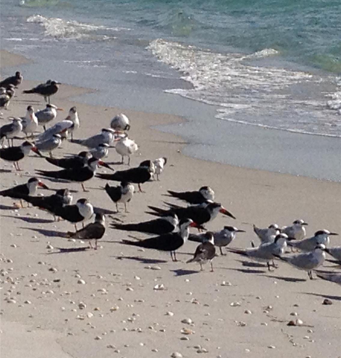 Photo #42