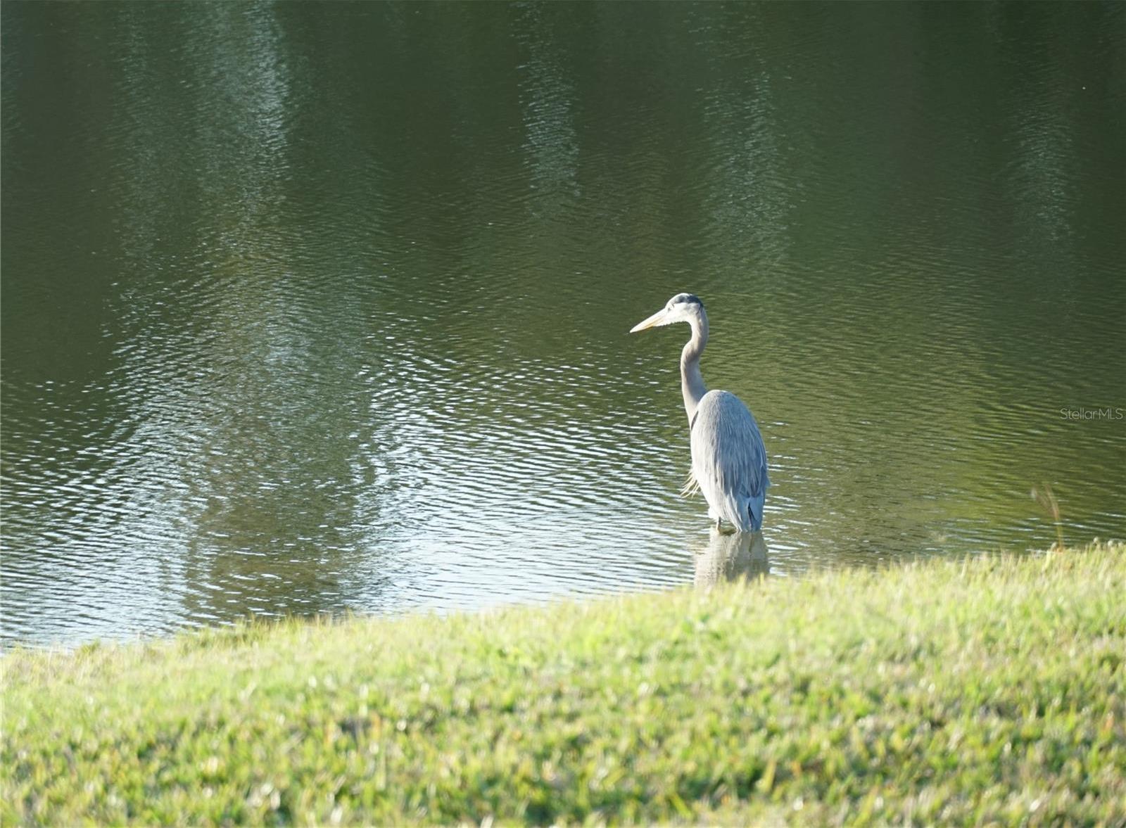 Photo #38