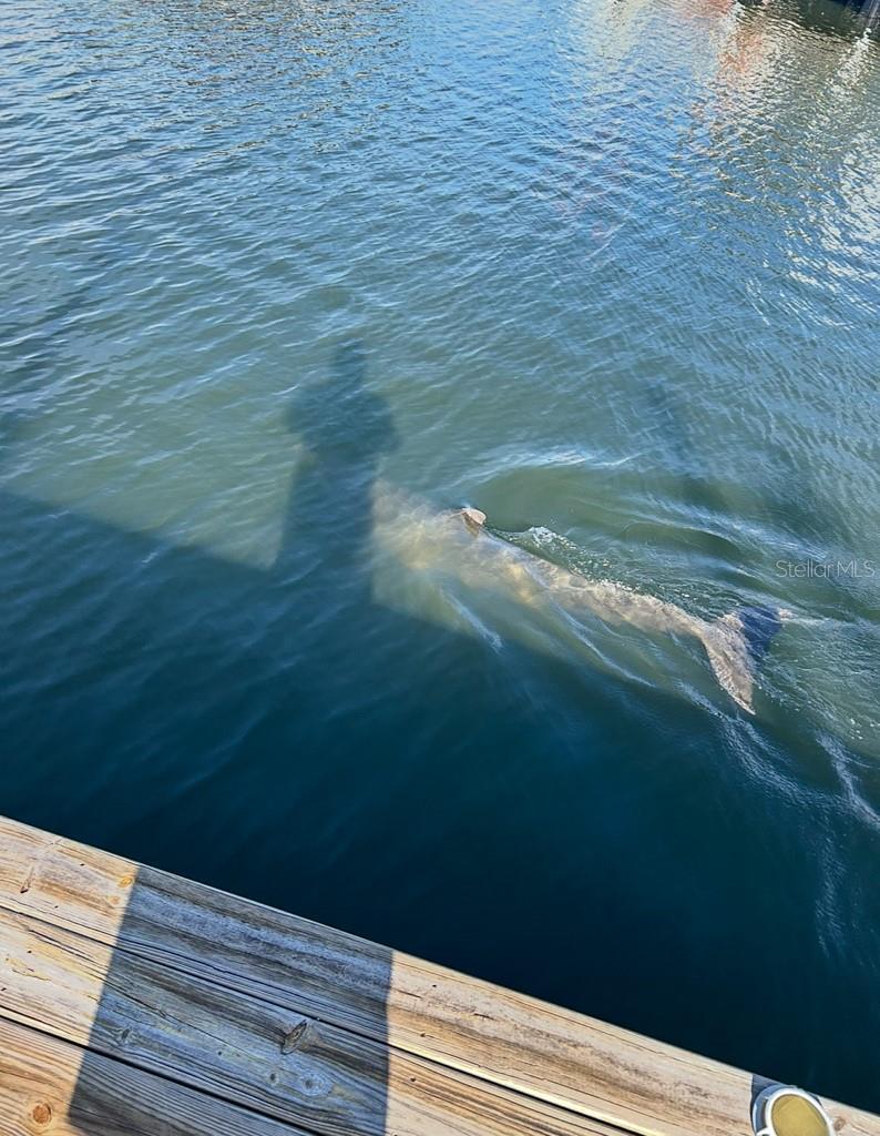 Photo #46