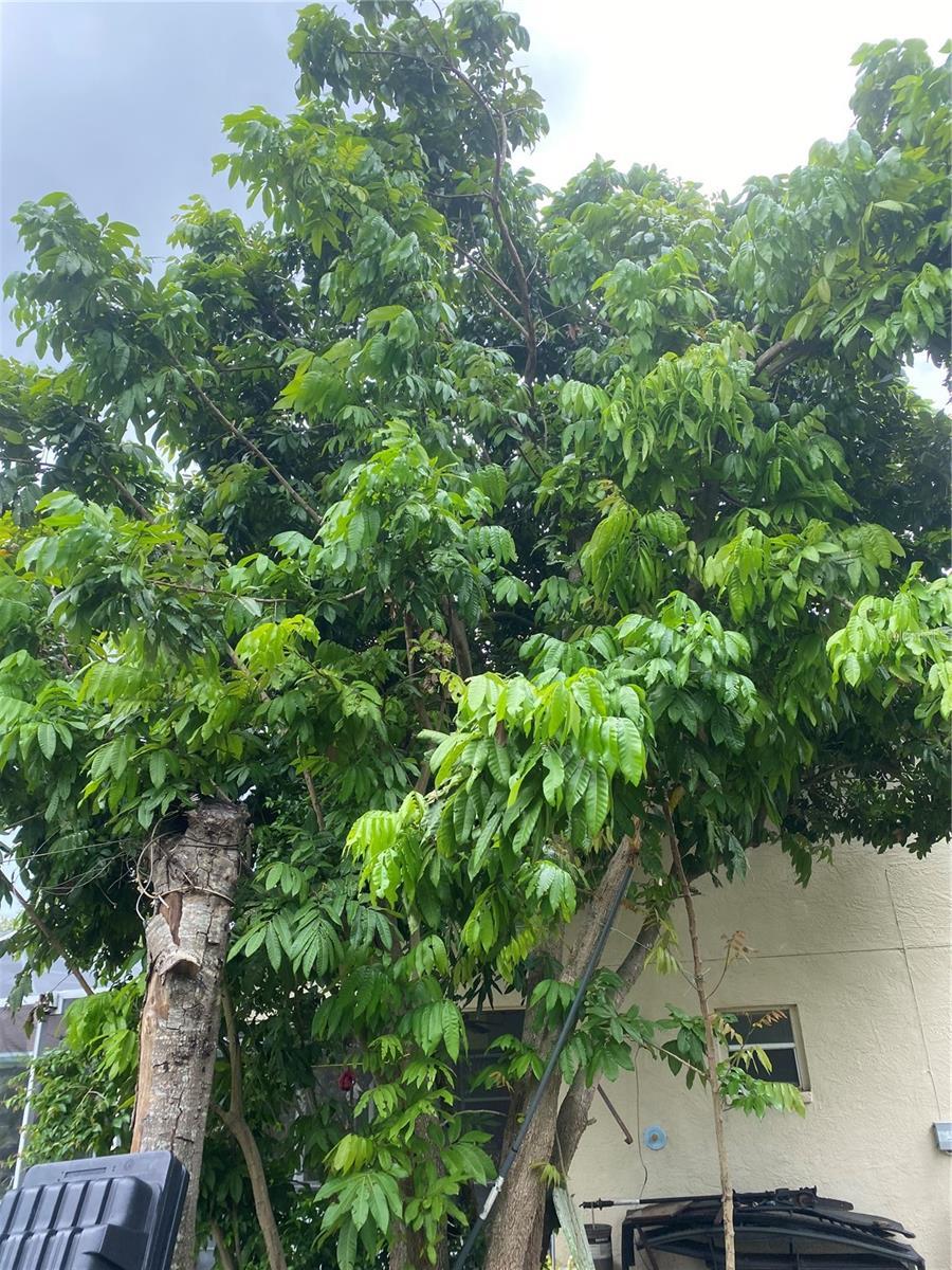 Photo #27