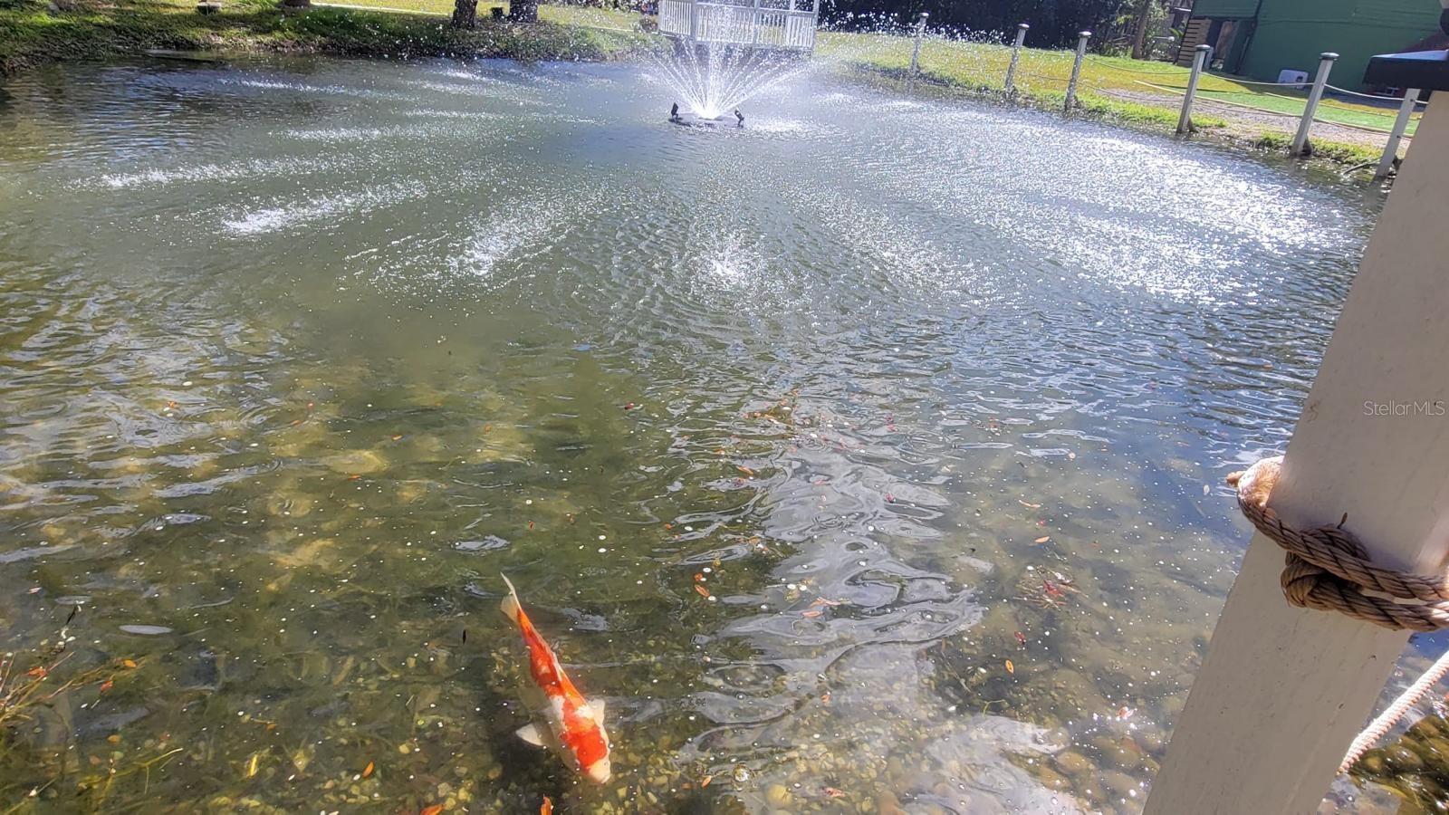 Photo #14