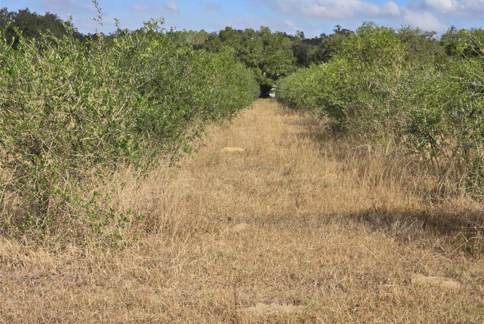 Photo #60