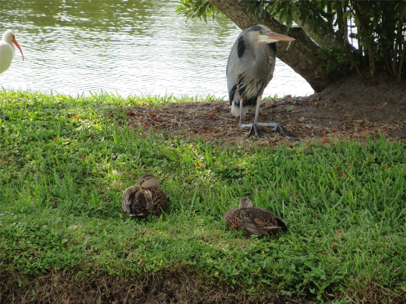 Photo #45
