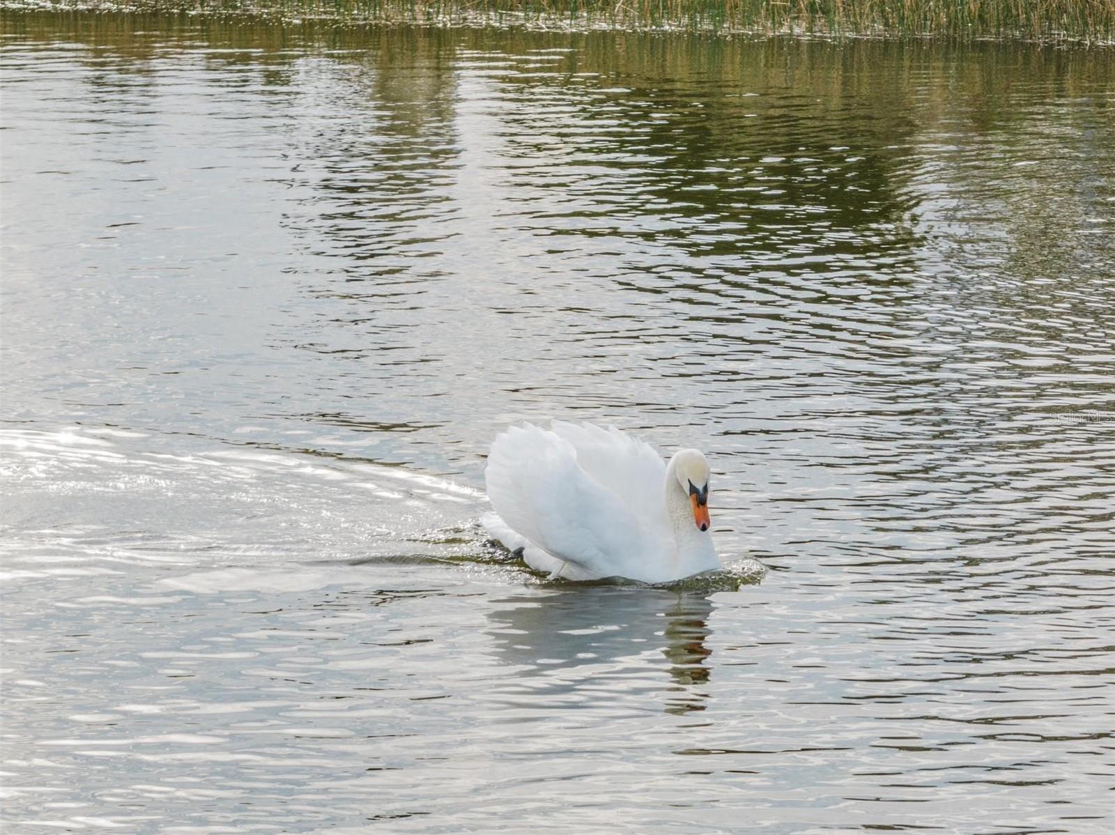 Photo #44