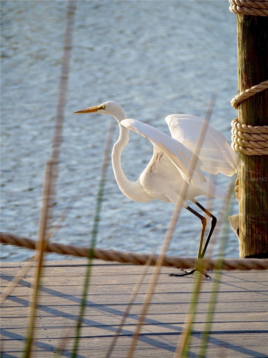 Photo #60