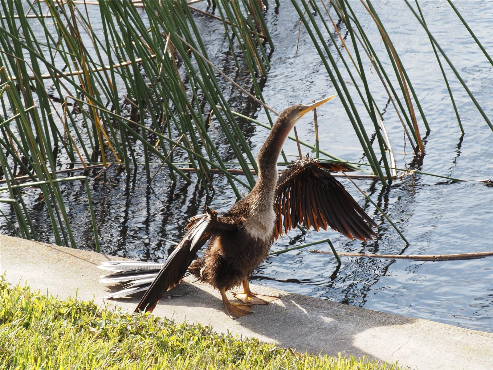 Photo #62