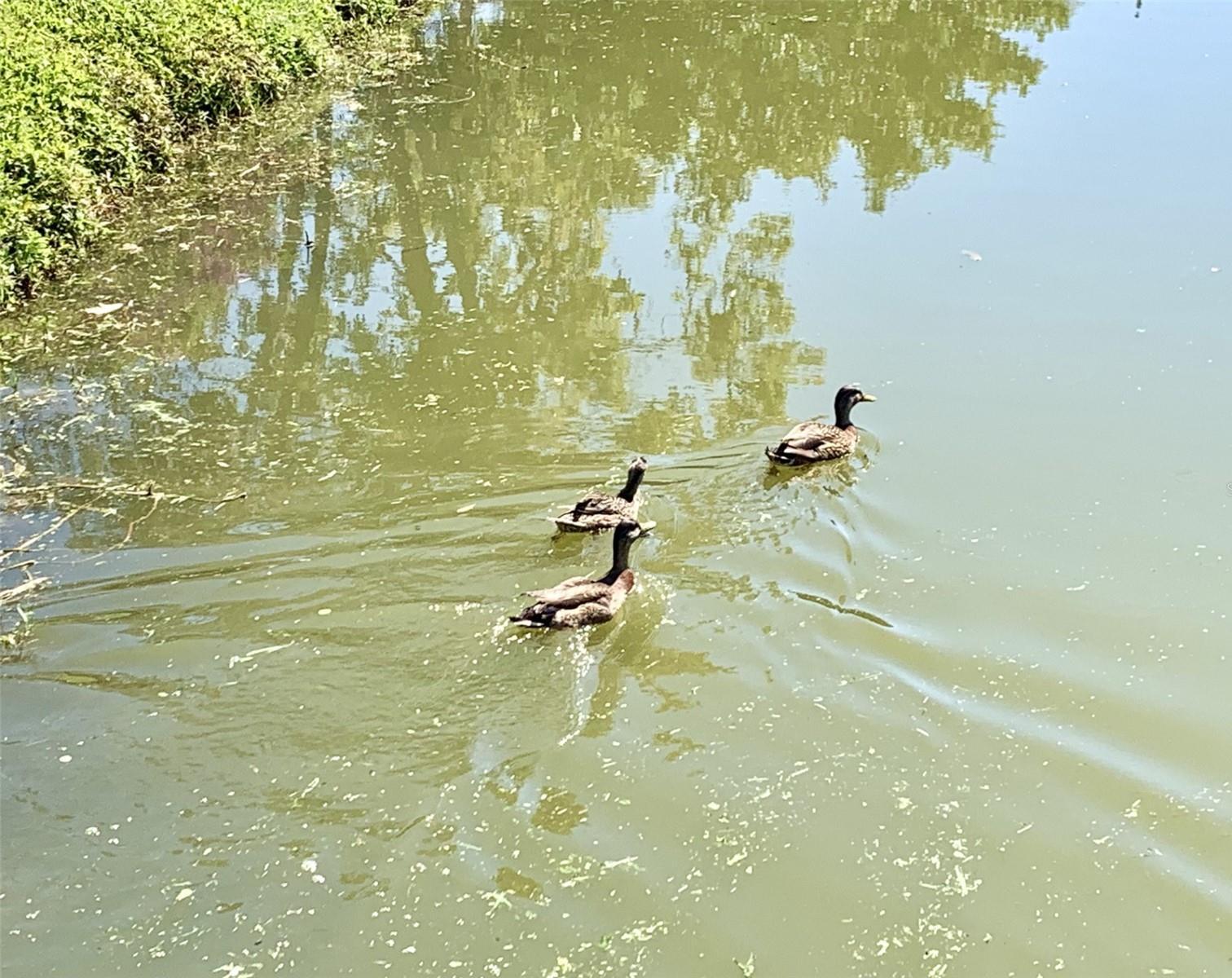 Photo #35