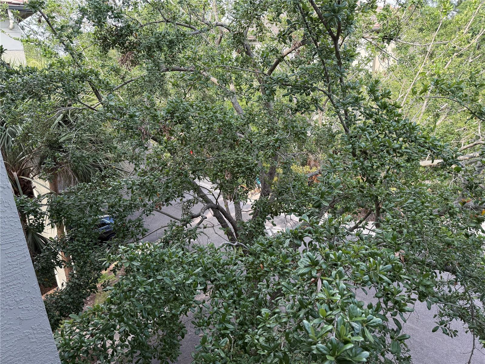Photo #19