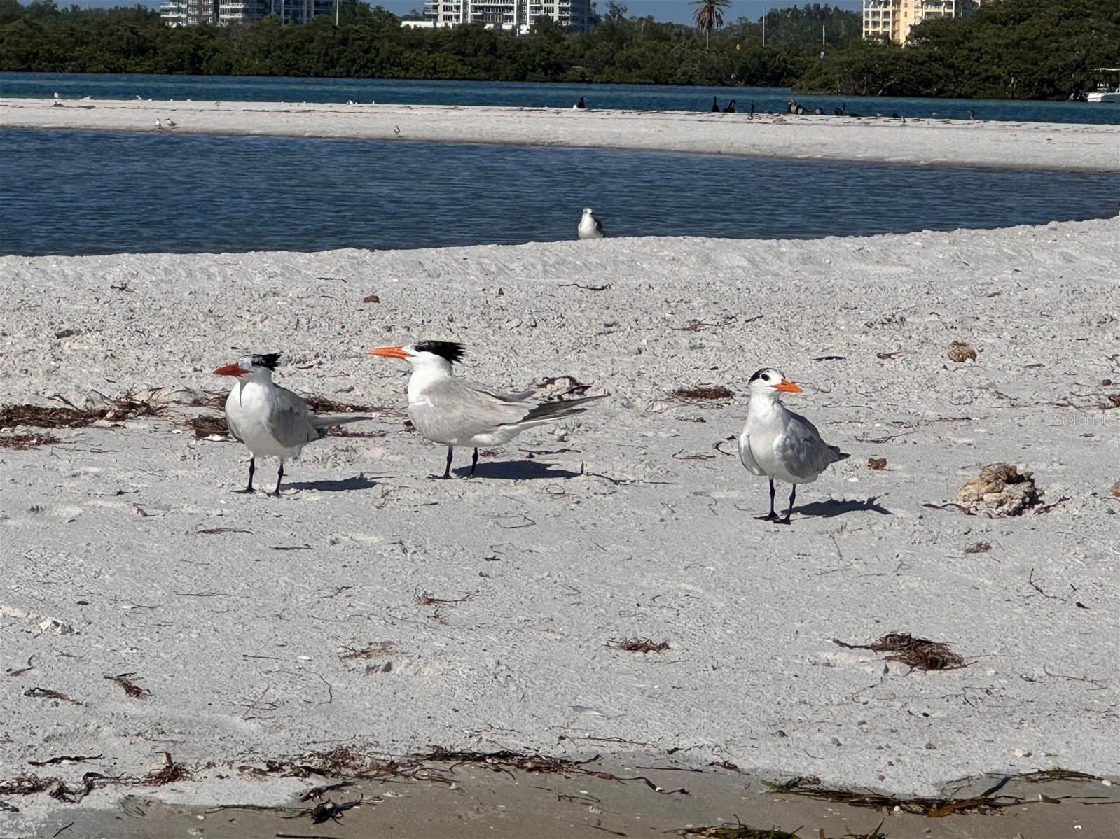 Photo #53