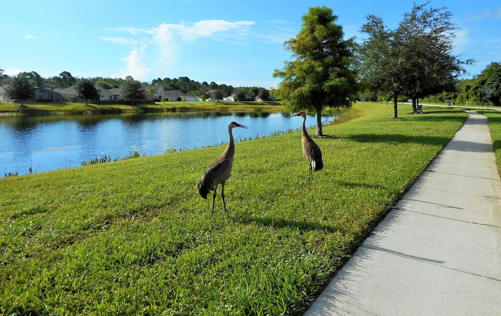 Photo #41