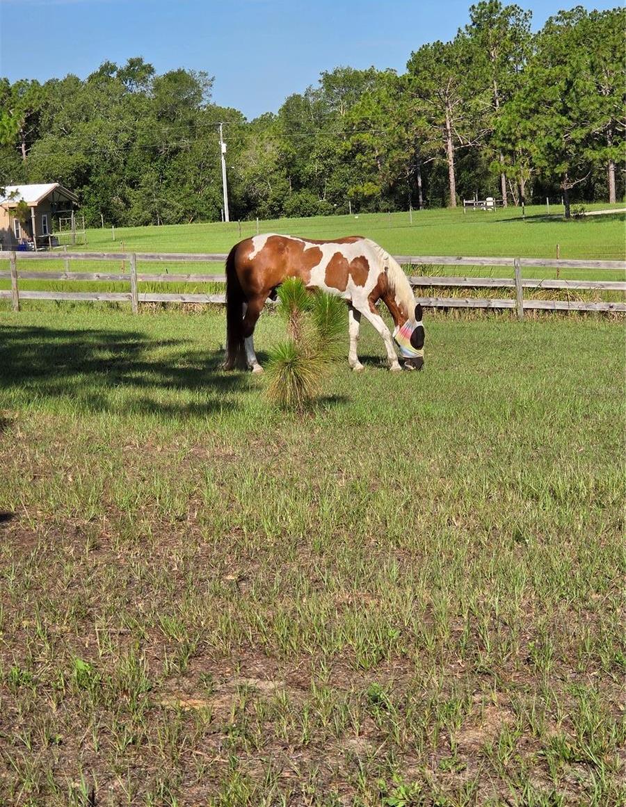 Photo #51