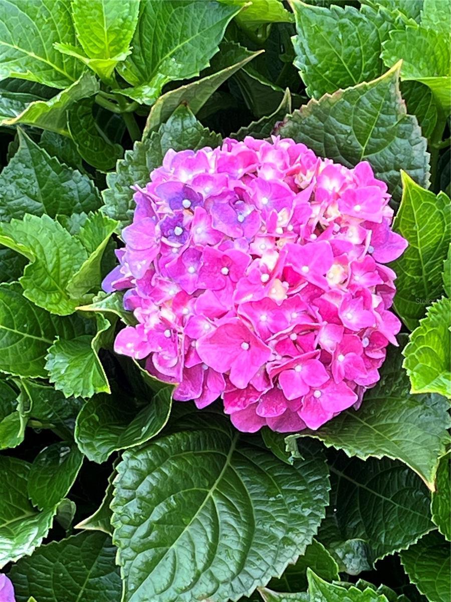 Photo #61