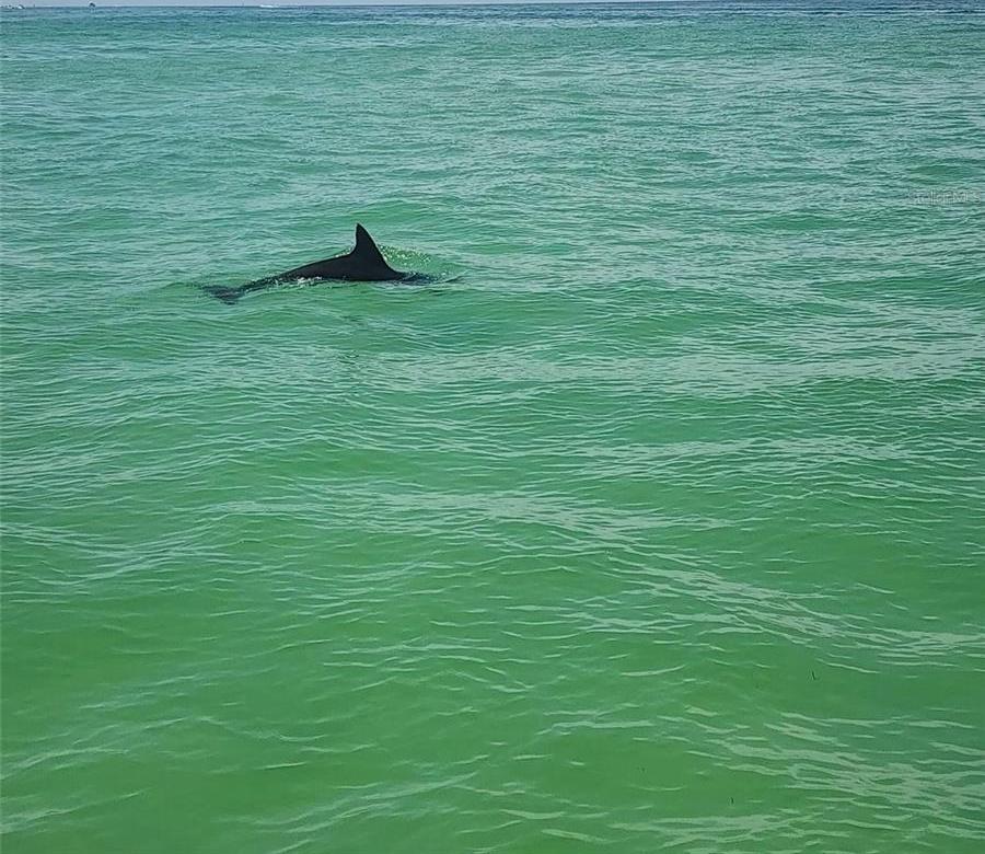 Photo #46
