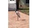 Wood stork in front of the house on brick pavers at 912 62Nd Street W Ct, Bradenton, FL 34209