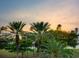 Lush tropical landscape with palm trees and water views at 340 S Palm Ave # 15, Sarasota, FL 34236