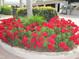 Landscaped area with vibrant red geraniums at 6503 Stone River Rd # 109, Bradenton, FL 34203