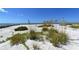 Peaceful beachfront with native vegetation and white sand at 100 Sands Point Rd # 324, Longboat Key, FL 34228