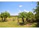 Landscaped backyard with lush greenery, mature palm trees, and distant homes at 12624 Richezza Dr, Venice, FL 34293